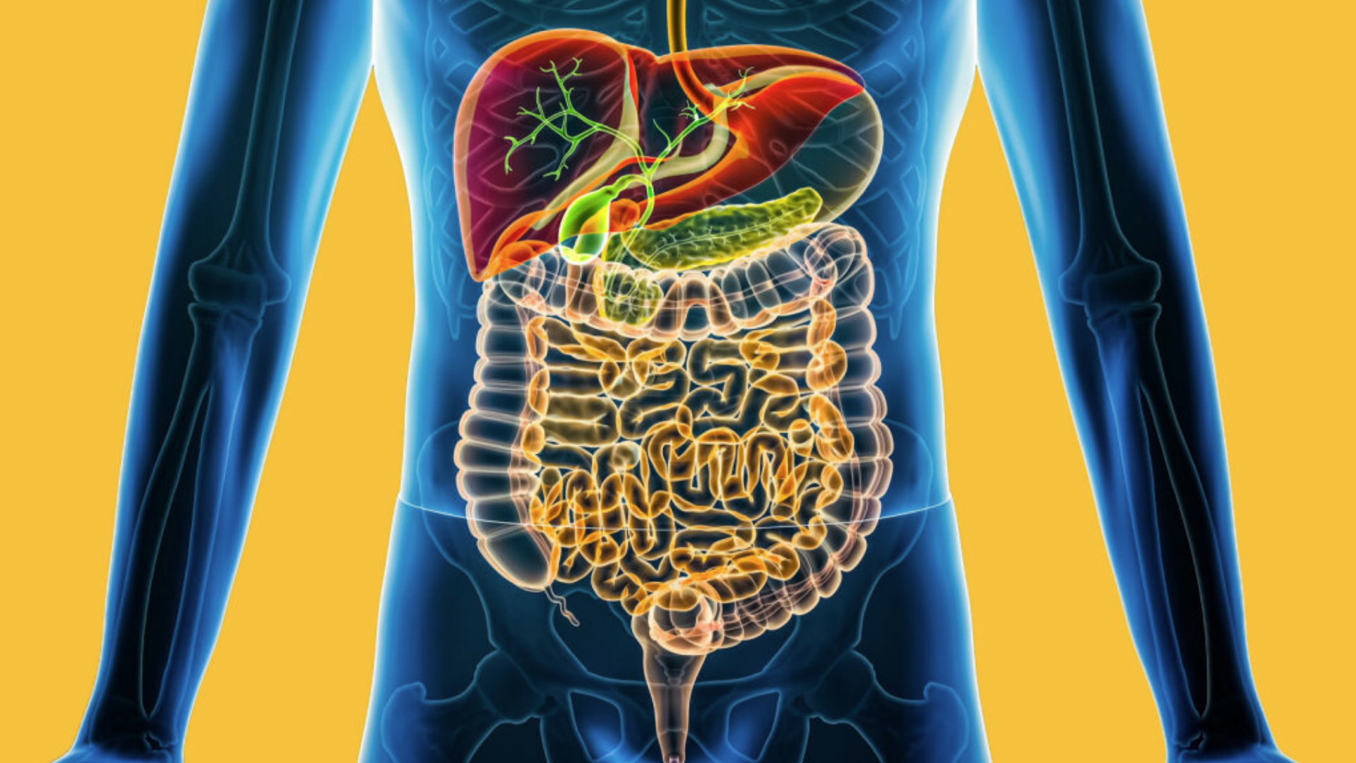 Graphic showing gastro system inside the body